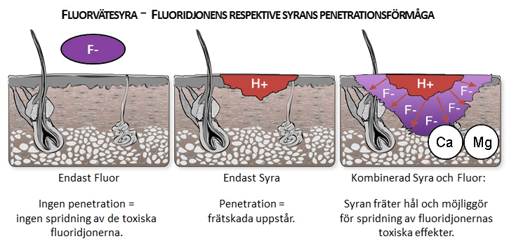 Fluorvätesyra elektronik stål glasindustrin etsande syror fräta sönder glas diskbänkar blanka avlägsnar oxid svetsfogar frostade glasflaskor farlig skador exponeras skydd HF frätande giftig brännskador skador inre organ hjärta lever njure livshotande